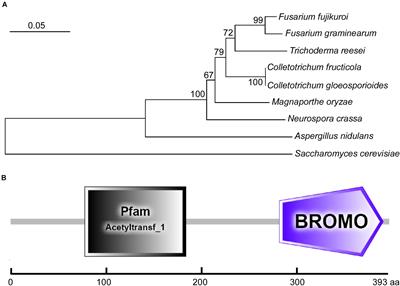 The Histone Acetyltransferase CfGcn5 Regulates Growth, Development, and Pathogenicity in the Anthracnose Fungus Colletotrichum fructicola on the Tea-Oil Tree